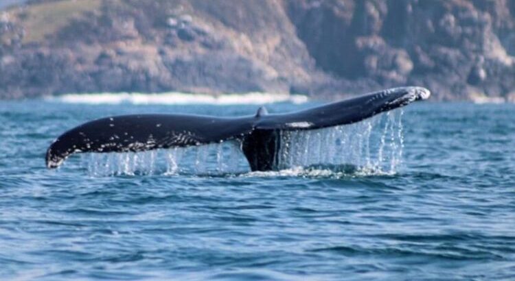 Ixtapa Zihuatanejo Tours Avistamiento de Ballenas con Playa Las Gatas