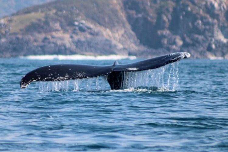 Ixtapa Zihuatanejo Tours Avistamiento de Ballenas con Playa Las Gatas