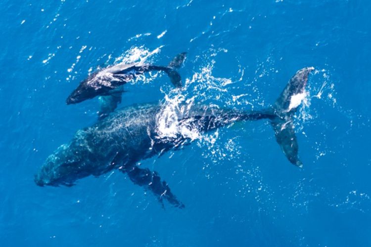 Ixtapa Zihuatanejo Tours Avistamiento de Ballenas con Playa Las Gatas