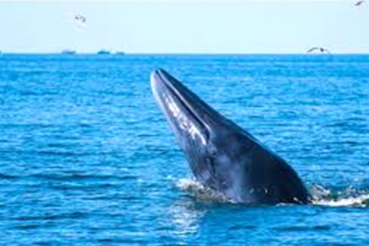 Ixtapa Zihuatanejo Tours Avistamiento de Ballenas con Playa Las Gatas