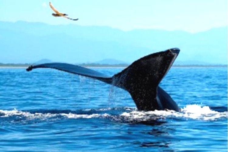 Ixtapa Zihuatanejo Tours Avistamiento de Ballenas con Playa Las Gatas