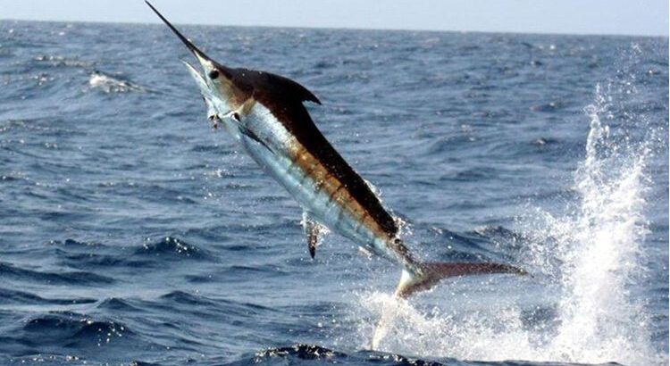 Ixtapa Zihuatanejo Tours de Pesca De Pez Vela y Dorado