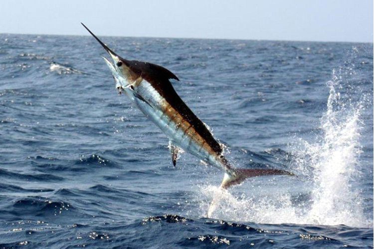 Ixtapa Zihuatanejo Tours de Pesca De Pez Vela y Dorado