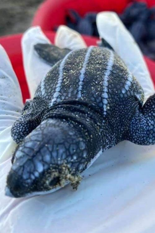 Liberación de Tortugas en Ixtapa Zihuatanejo Reservaciones. Tour Tortugas en Ixtapa Zihuatanejo