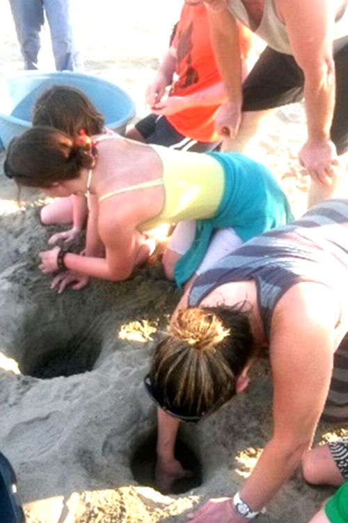Liberación de Tortugas en Ixtapa Zihuatanejo Reservaciones. Tour Tortugas en Ixtapa Zihuatanejo
