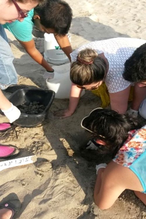 Liberación de Tortugas en Ixtapa Zihuatanejo Reservaciones. Tour Tortugas en Ixtapa Zihuatanejo