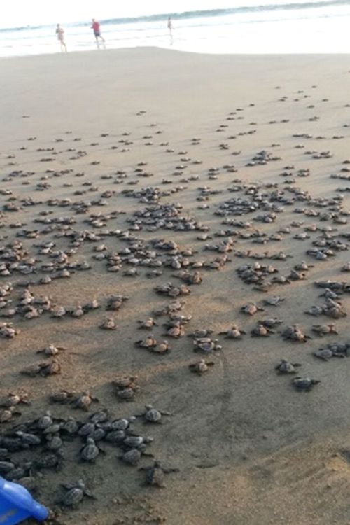Liberación de Tortugas en Ixtapa Zihuatanejo Reservaciones. Tour Tortugas en Ixtapa Zihuatanejo